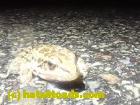 /home//u458753944/public_html/sourcegallery/////Roxborough Toad Detour/2023/2023-04-06/P4060712.JPG